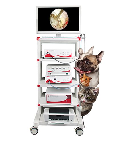 Veterinary Endoscope